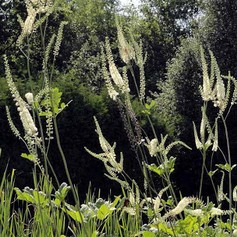 Actaea Racemosa Var. Cordifolia