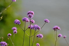 Verbena Bonariensis Lollipop