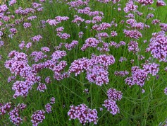Verbena Bonariensis