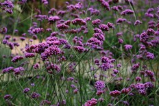 Verbena Bonariensis