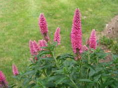 Veronia Spicata in Variet�