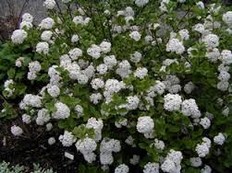 Viburnum Carlesii