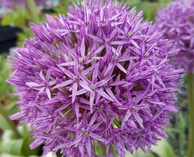 ALLIUM.jpg