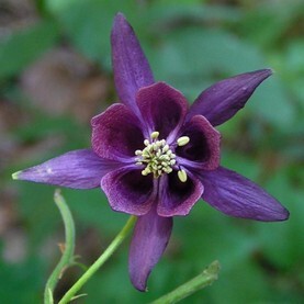 aquilegia strata.jpg