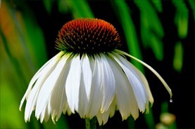 echinacea alba.jpg