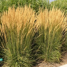 Calamagrostis x Acutiflora ‘Karl Foerster’